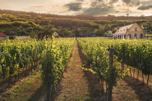Weinberg im Herbst mit Weingut - Weinlese 2026 Franken früher Start gute Qualität
