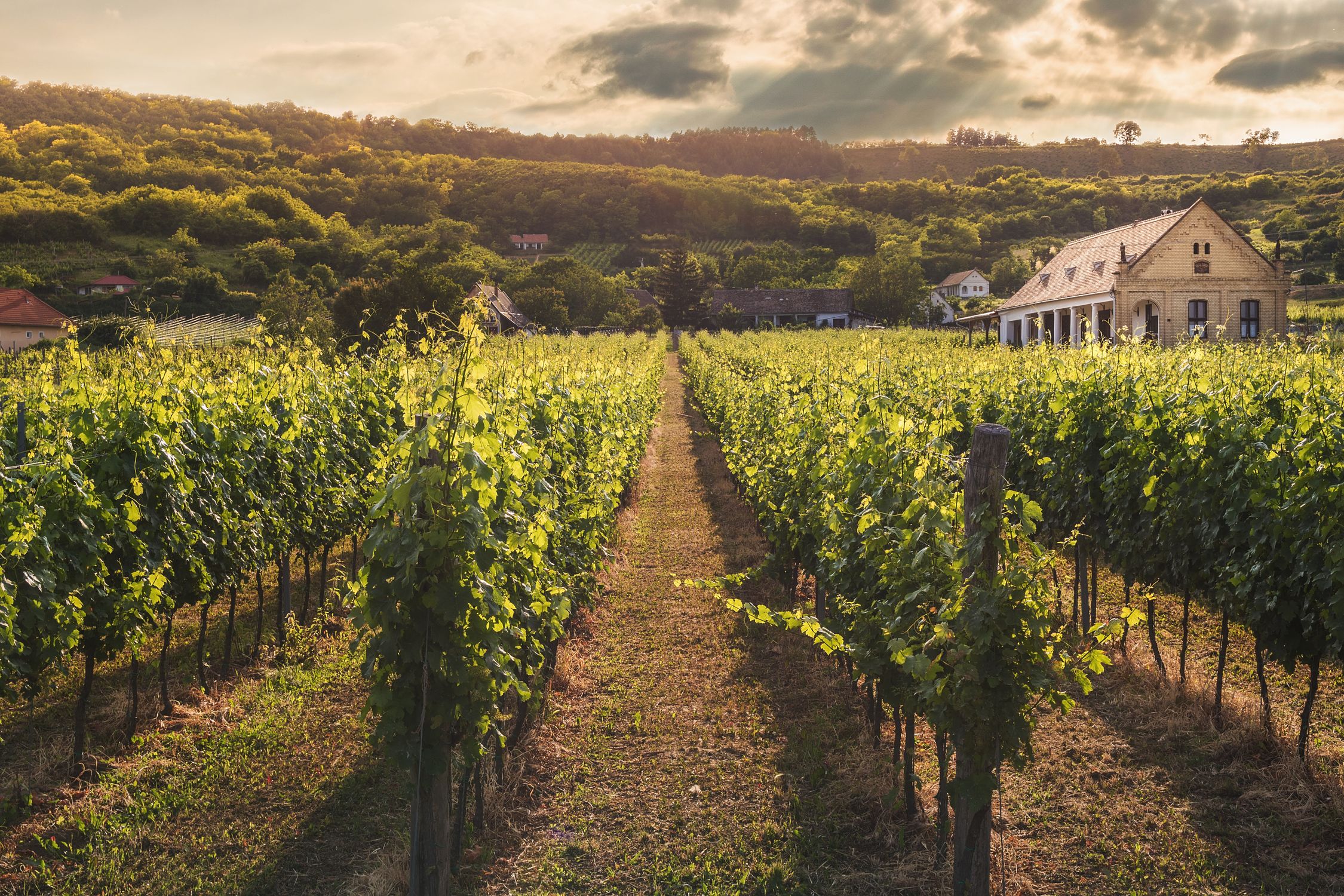 Weinberg im Herbst mit Weingut - Weinlese 2026 Franken früher Start gute Qualität
